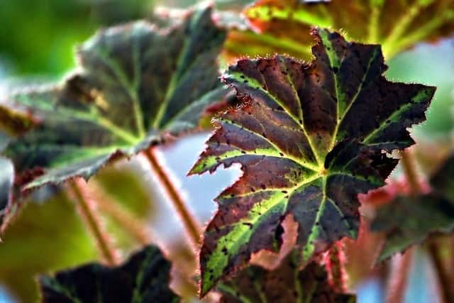 Black Velvet Rex Begonia (Begonia 'Black Velvet')