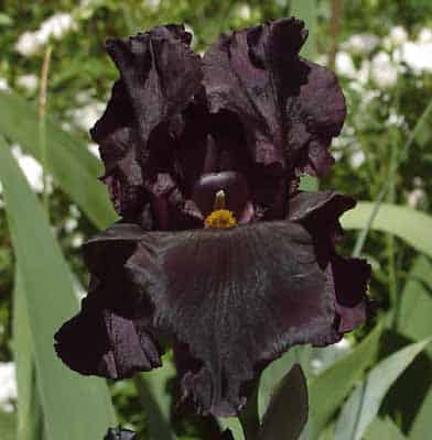 Black as Black Iris (Iris 'Black as Black')