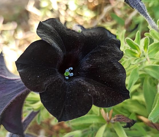 Black petunia. Matankic