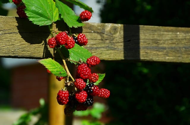 Blackberry Care - How to Grow Blackberries at Home