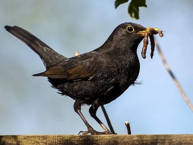 Blackbird with worm on fence