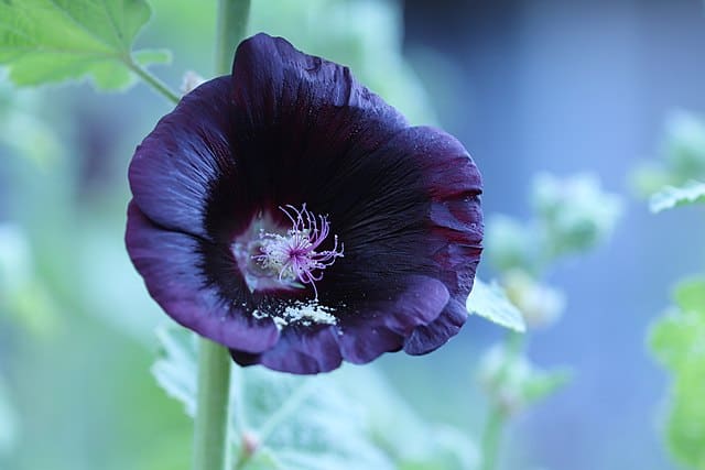 Blacknight'_hollyhock_Alcea rosea 'Blacknight' on May 29, 2018 in Santa Rosa, California.