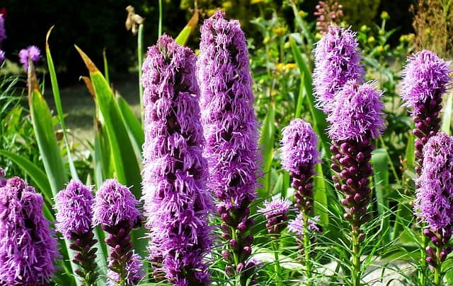  Blazing Star (Liatris spicata)