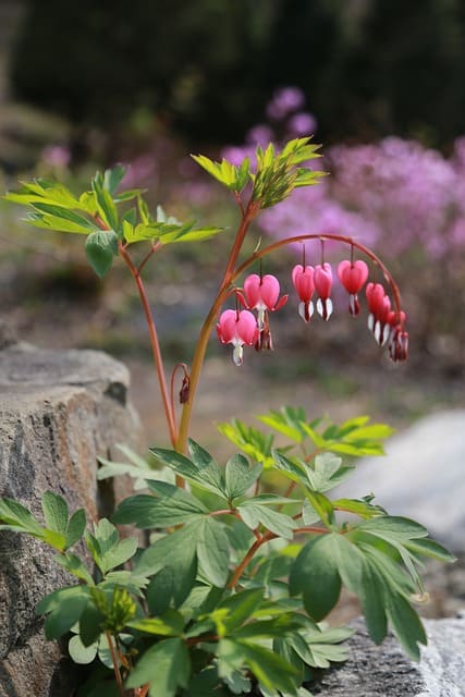 Bleeding Heart