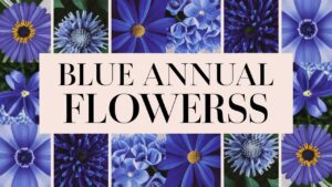 Blue Annual Flowers