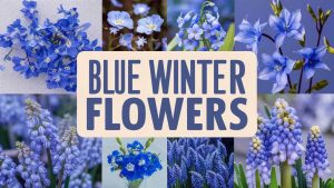 Blue Winter Flowers