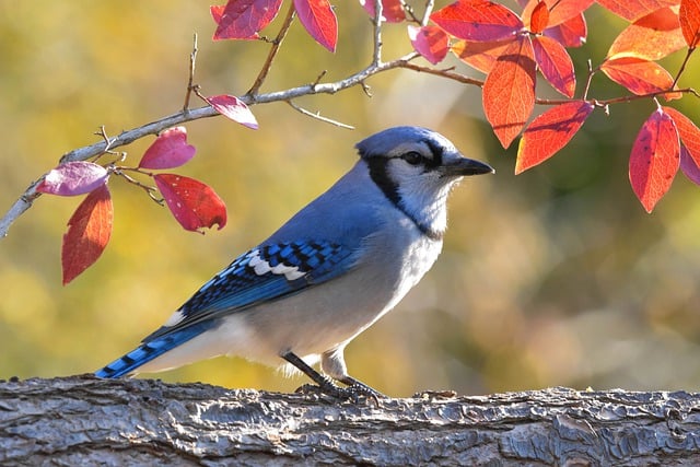 Blue jays red leaf