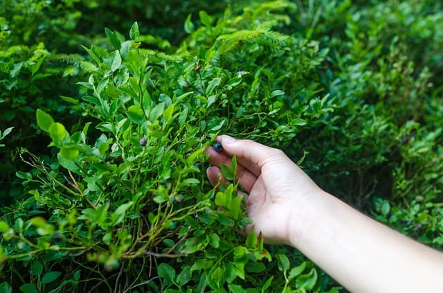 Blueberry Care and Feeding