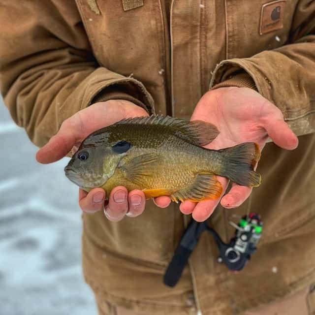 Bluegill In hands