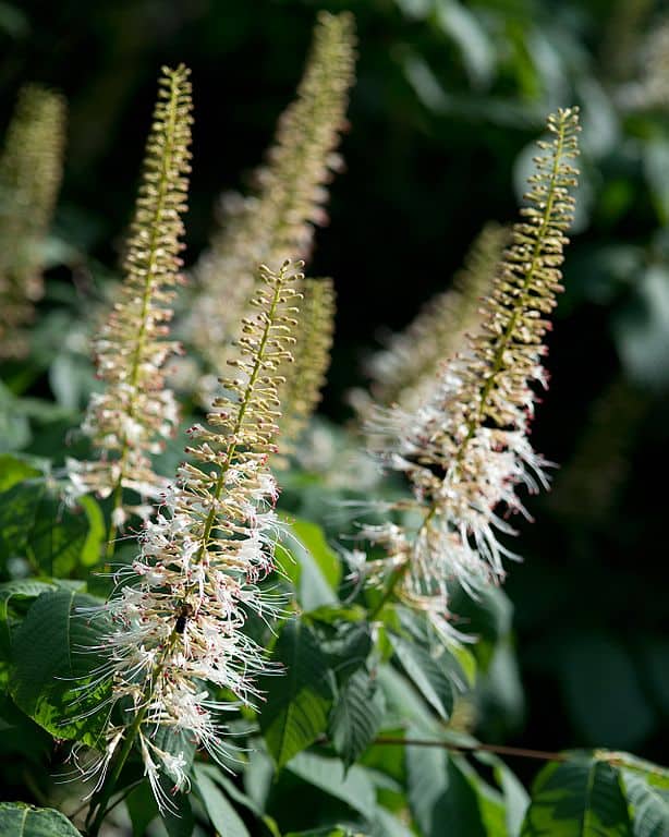 Bottlebrush Buckeye (Aesculus parviflora)