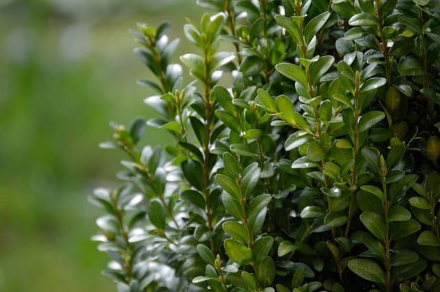 Boxwood (Buxus spp. and Hybrids)