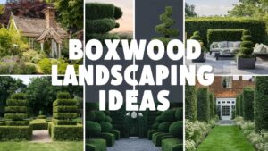 Boxwood Landscaping Ideas