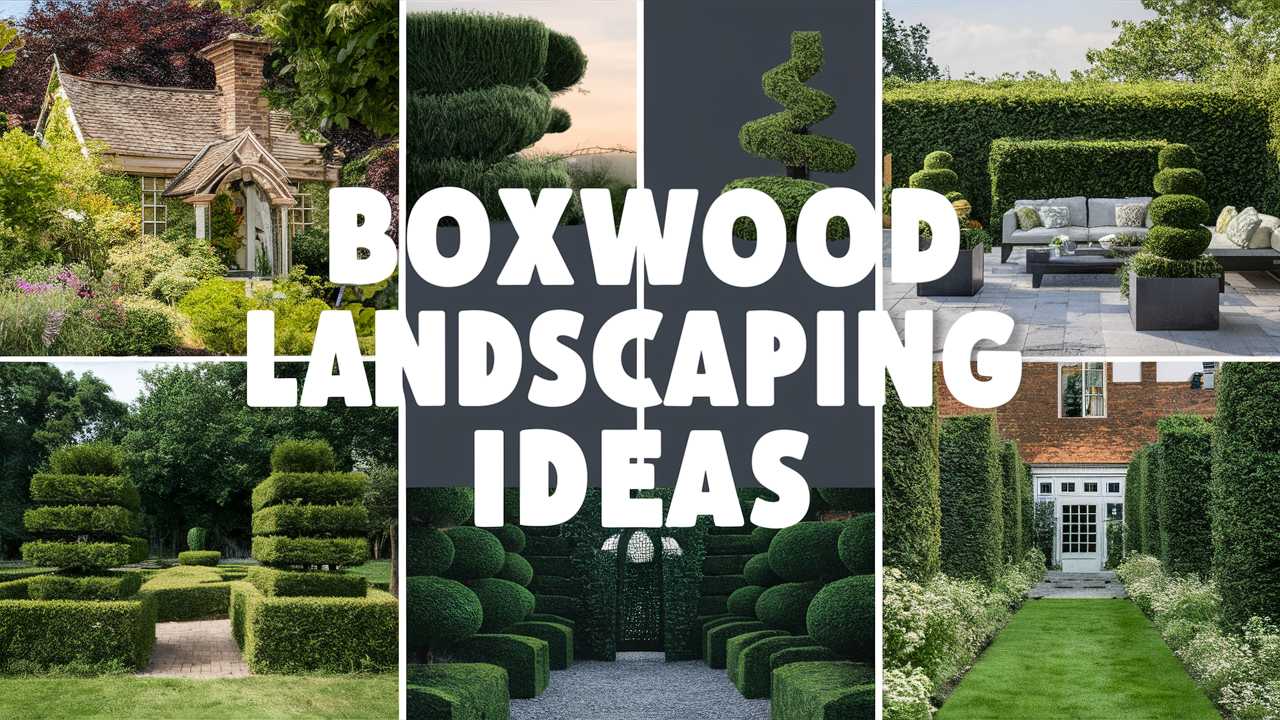Boxwood Landscaping Ideas