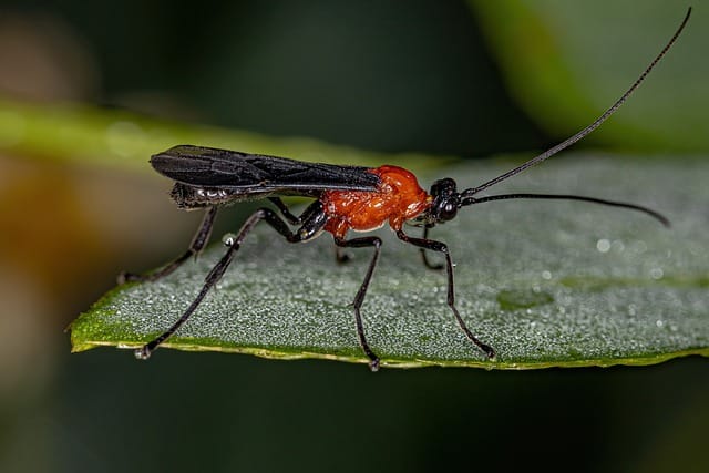 Braconid wasp on Leaf