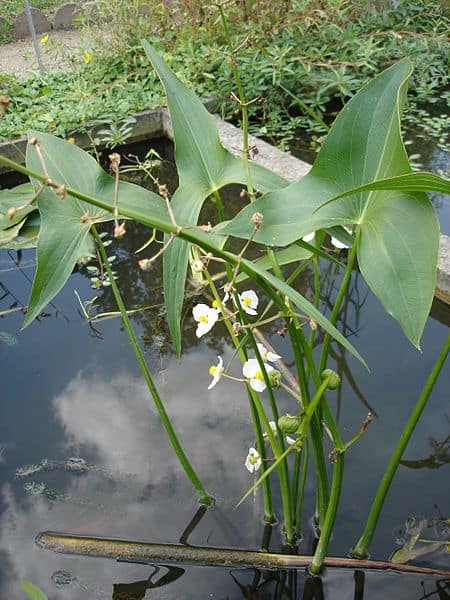 Broadleaf Arrowhead (Sagittaria latifolia)
