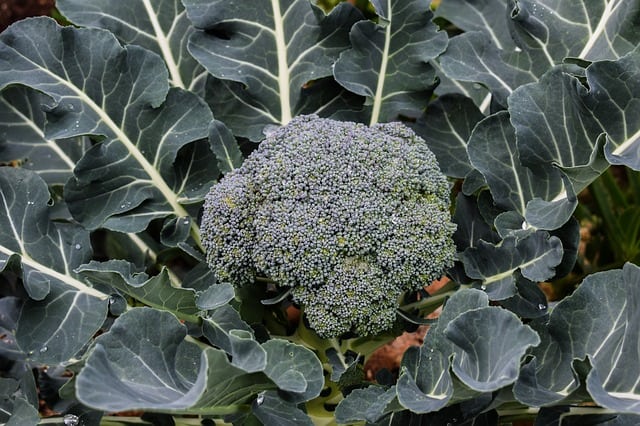 Broccoli Care