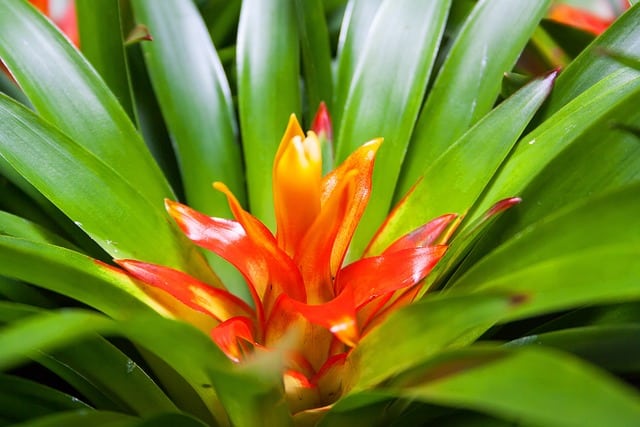 Bromeliad Flower