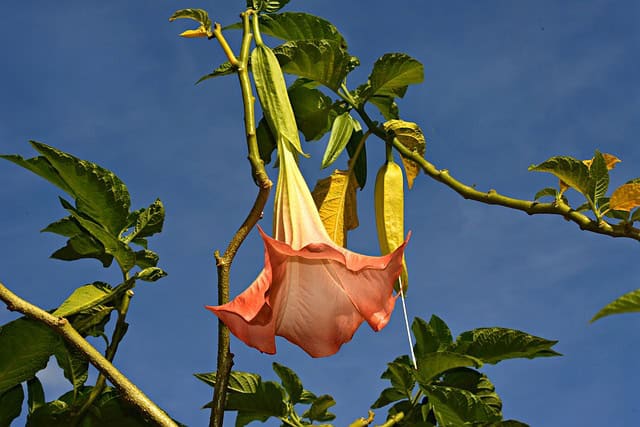 Brugmansia vulcanicola