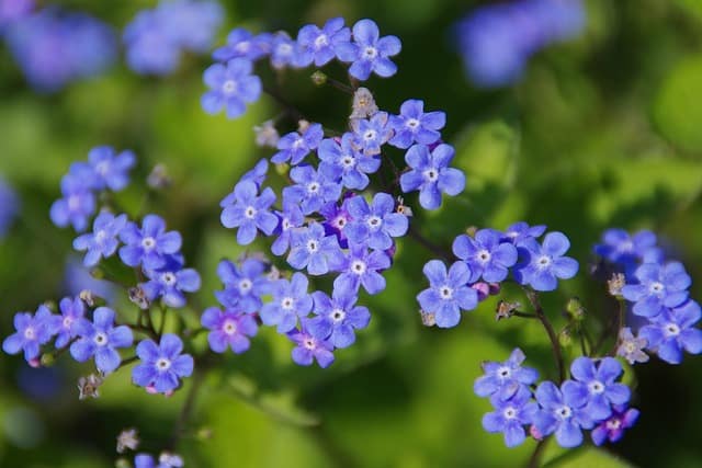 Brunnera (Brunnera Macrophylla)