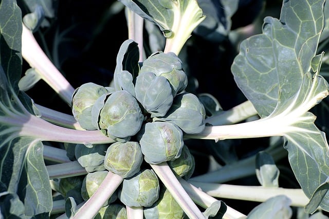Brussels Sprouts Plant Care