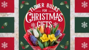 Bulbs For Christmas Gifts