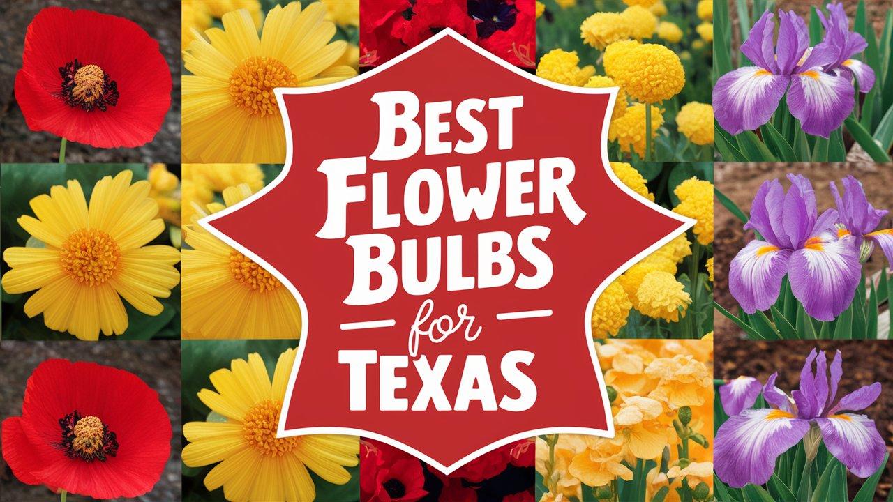 Bulbs For Texas