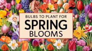 Bulbs To Plant For Spring