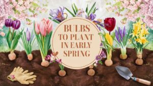 Bulbs To Plant In Early Spring