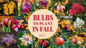 Bulbs To Plant In Fall Zone 4