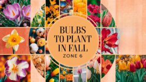 Bulbs To Plant In Fall Zone 6