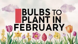 Bulbs To Plant In February