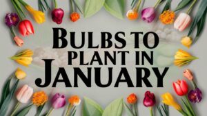 Bulbs To Plant In January