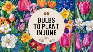 Bulbs To Plant In June