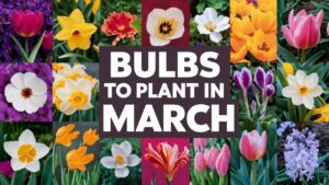 Bulbs To Plant In March