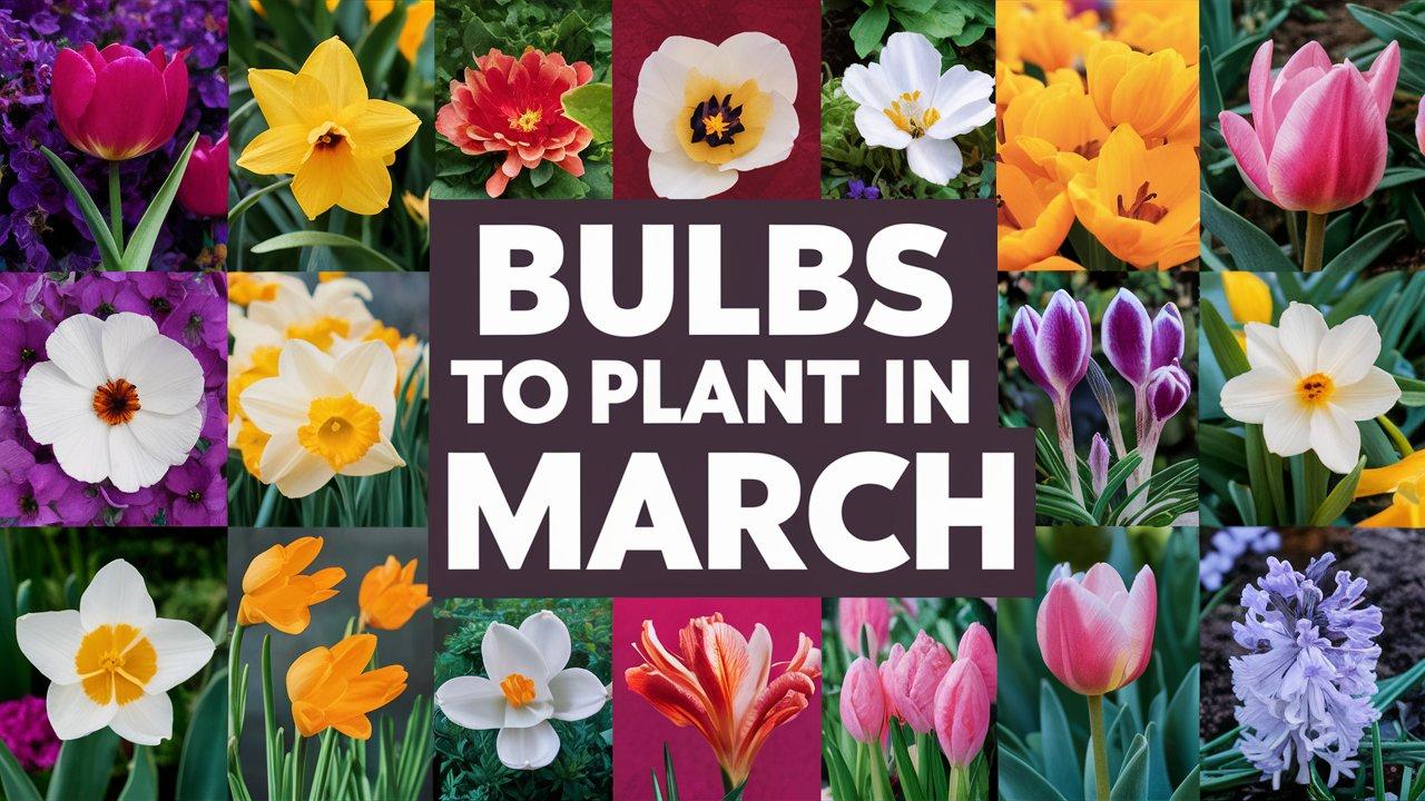 Bulbs To Plant In March