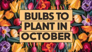 Bulbs To Plant In October