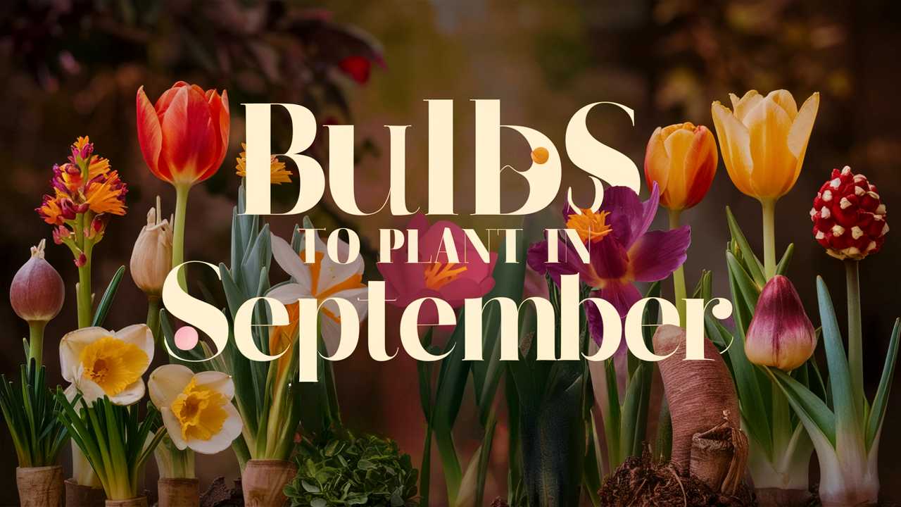 Bulbs To Plant In September