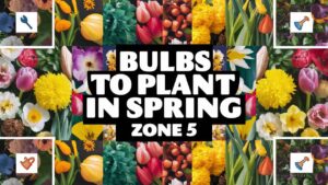 Bulbs to Plant in Spring Zone 5