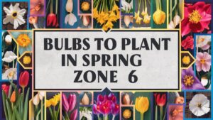 Bulbs To Plant In Spring Zone 6