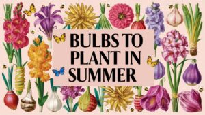 Bulbs To Plant In Summer