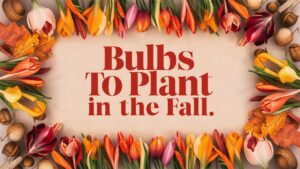 Bulbs To Plant In The Fall