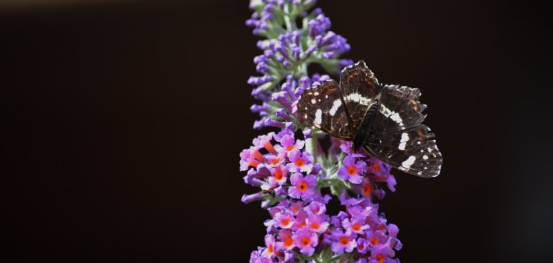 Butterfly Bush Varieties – Types of Butterfly Bushes