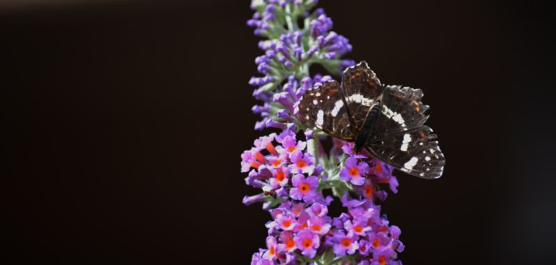 Butterfly Bush Varieties