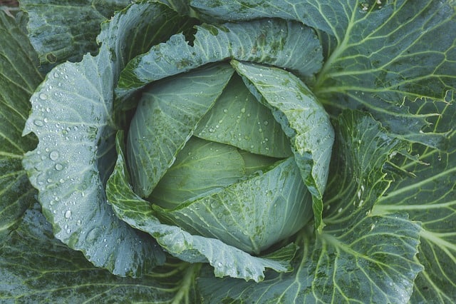 Cabbage Plant Care