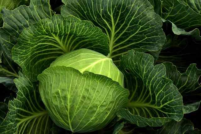 How To Harvest Cabbage