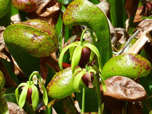 California Pitcher Plant