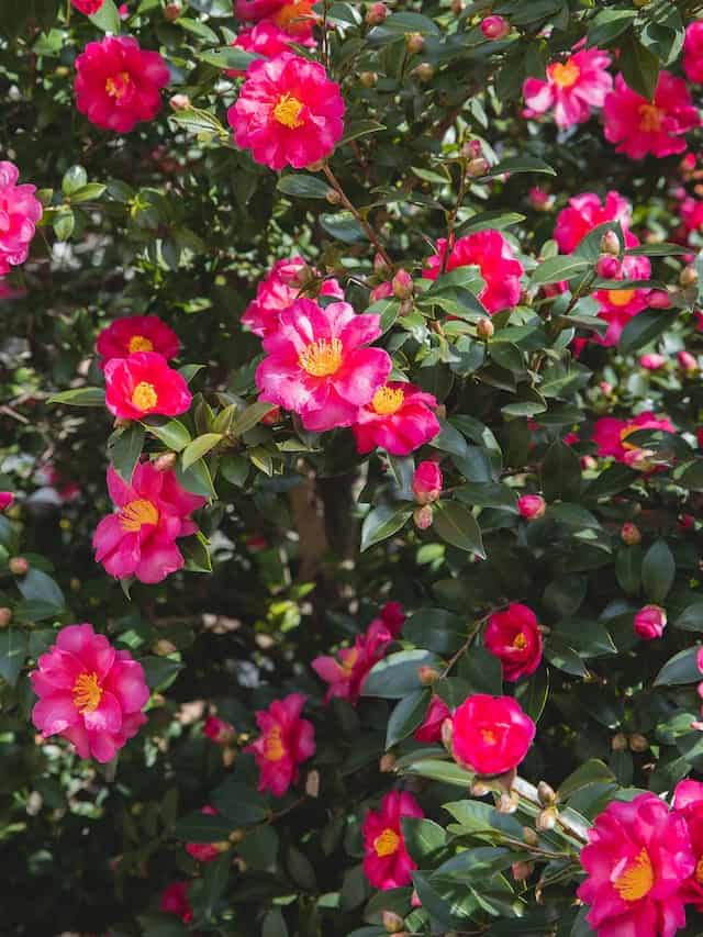 Camellia (Camellia Japonica) V