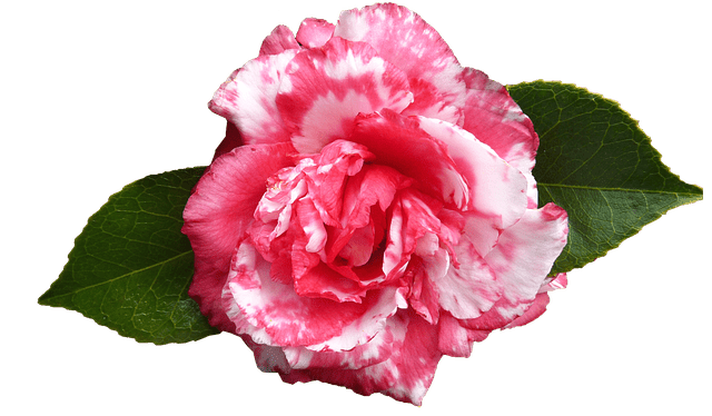 Camellia (Camellia spp.)
