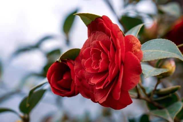 Camellia 'Middlemist's Red'