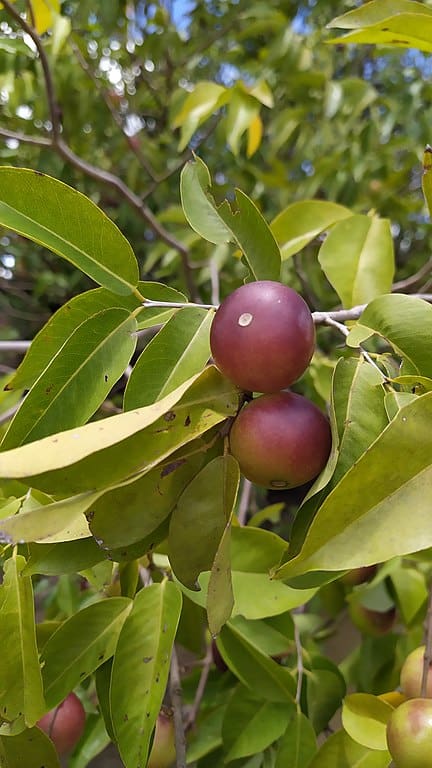 Camu Camu Plant - Myrciaria dubia